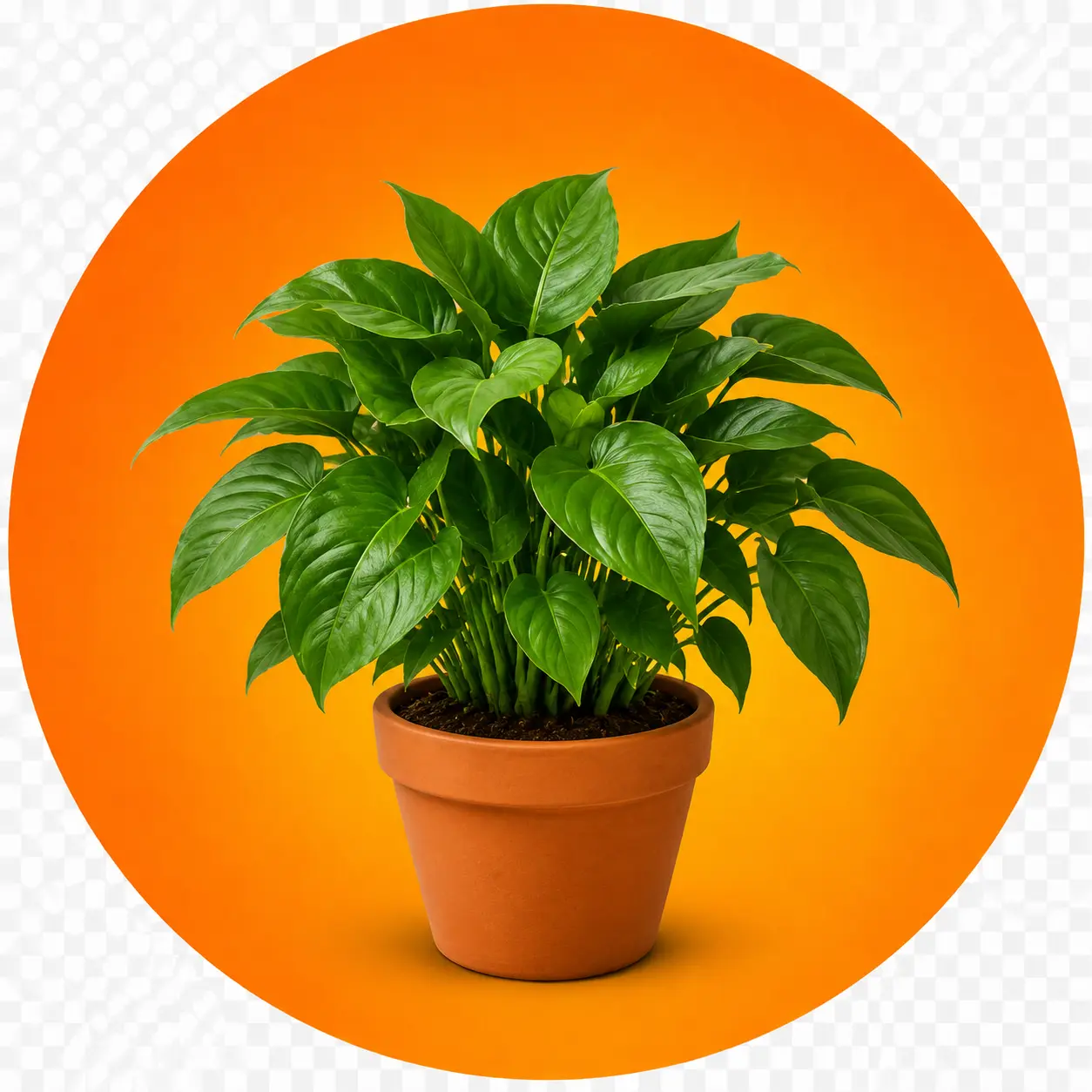 Planta verde em vaso de barro
